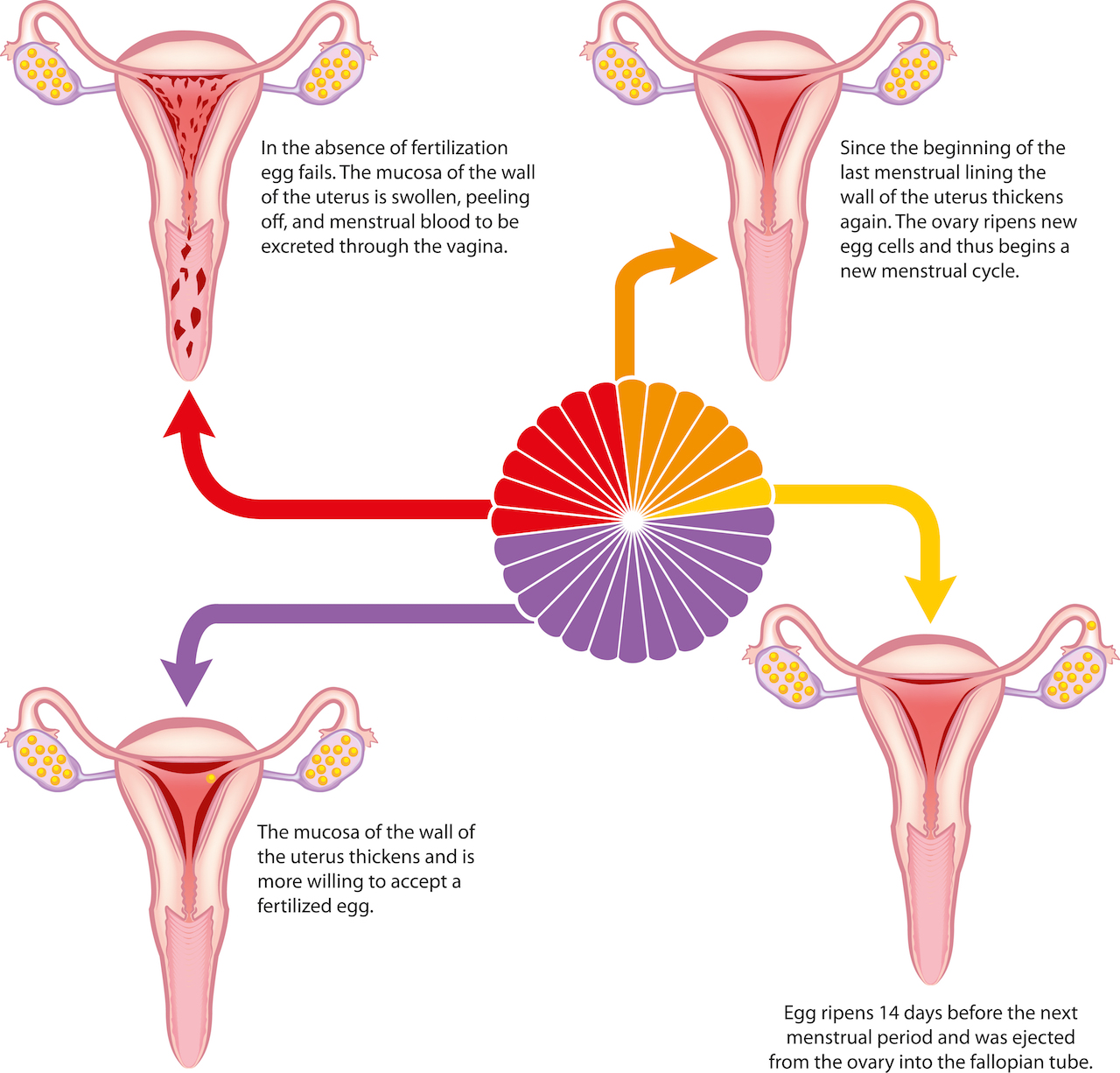Menstruation Cycle Sex 7