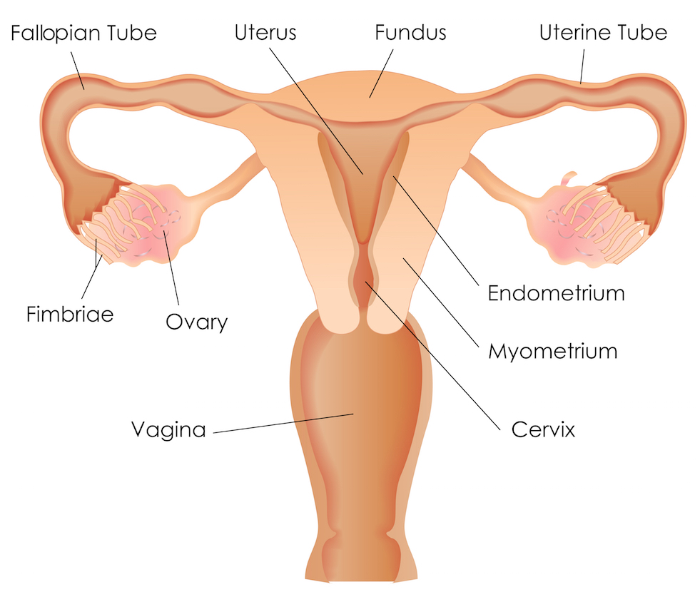 human female reproductive system worksheet answers