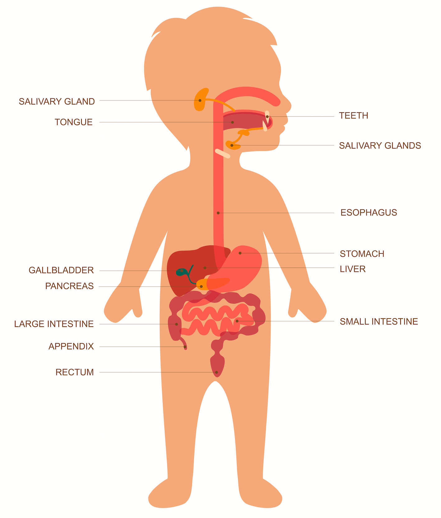 The Human Digestive System Worksheet - EdPlace For Human Digestive System Worksheet