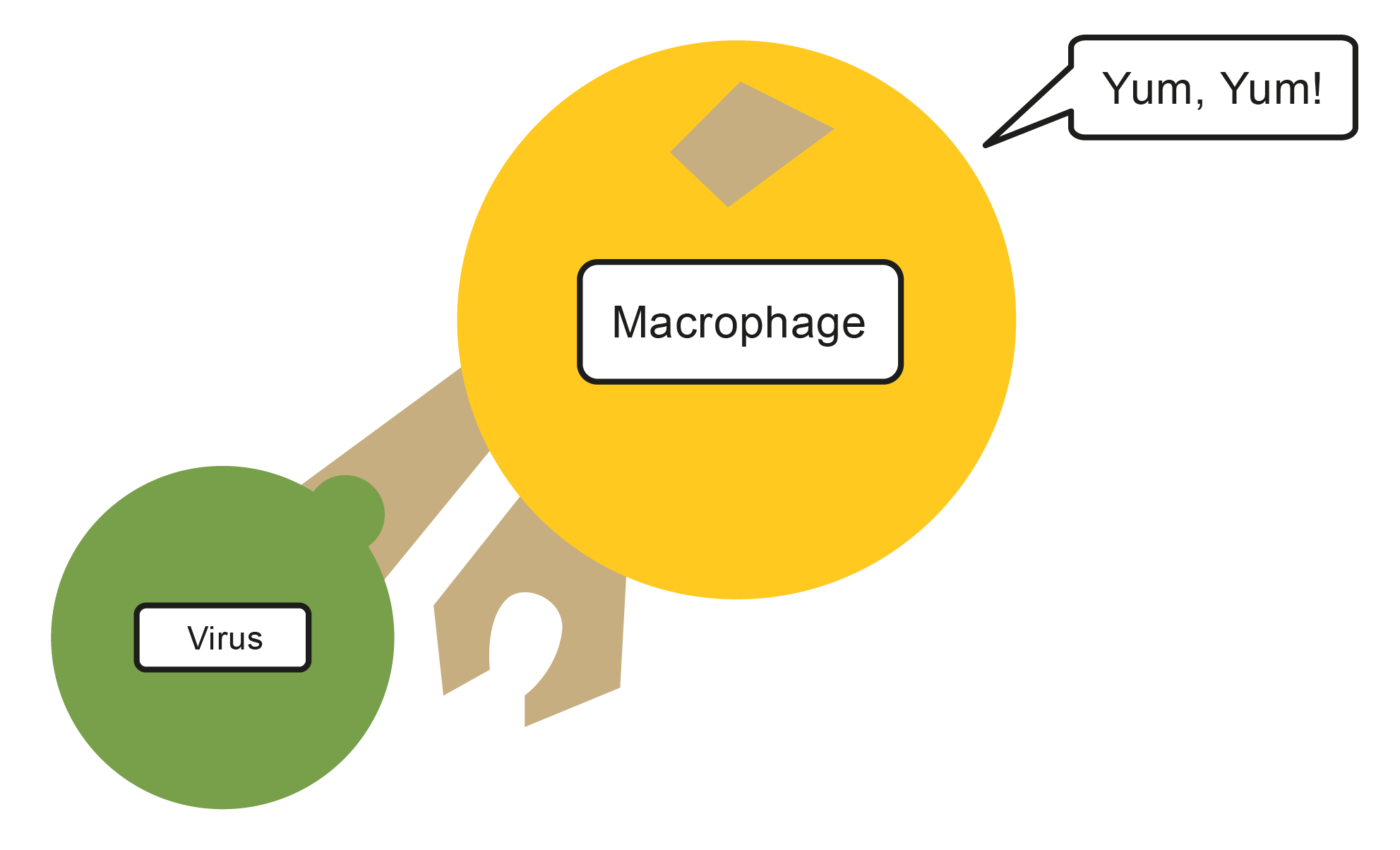 Disease and the Immune System - worksheet from EdPlace