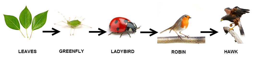 worksheet from EdPlace Biology Diagrams