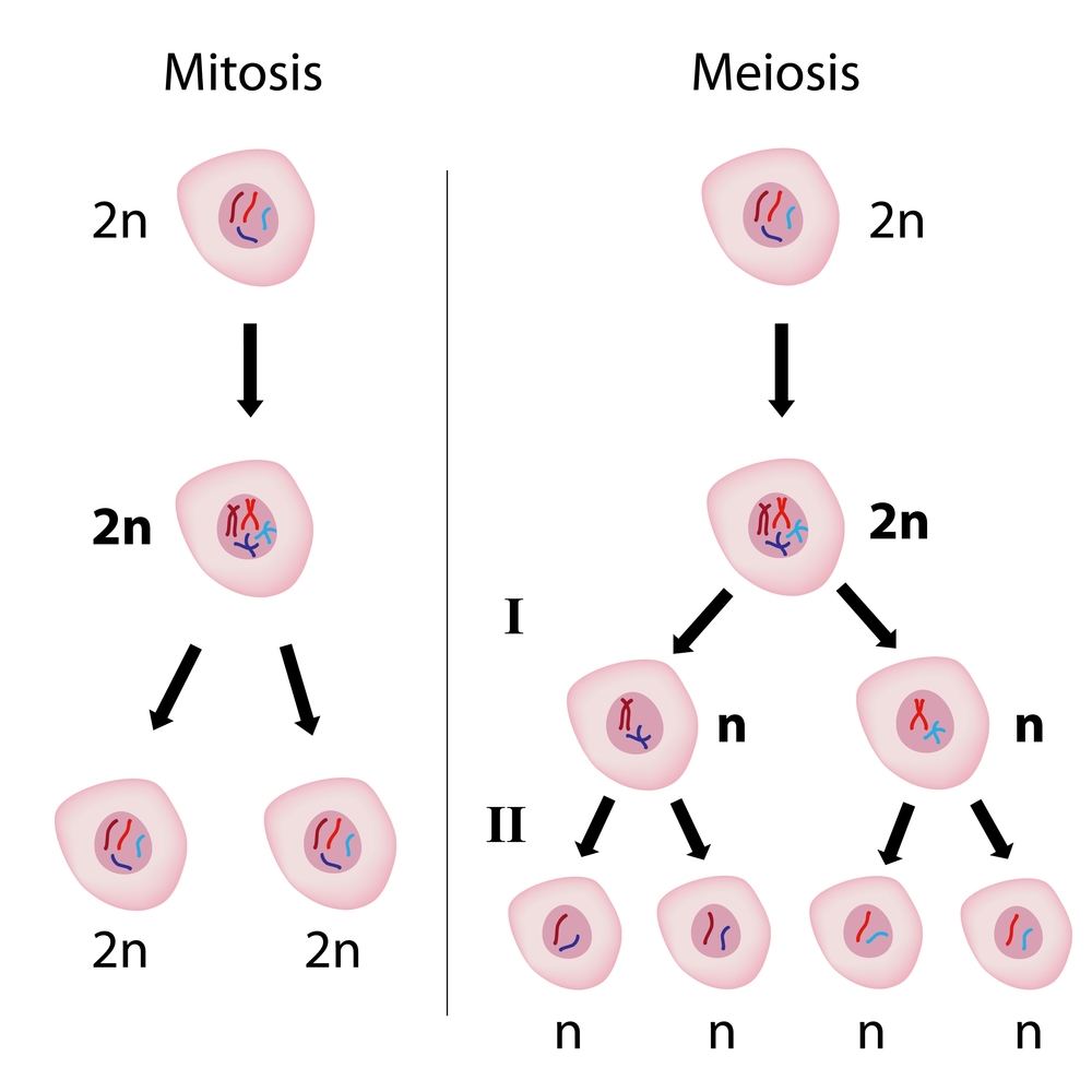 Cell Division and Genetic Variation - worksheet from ...