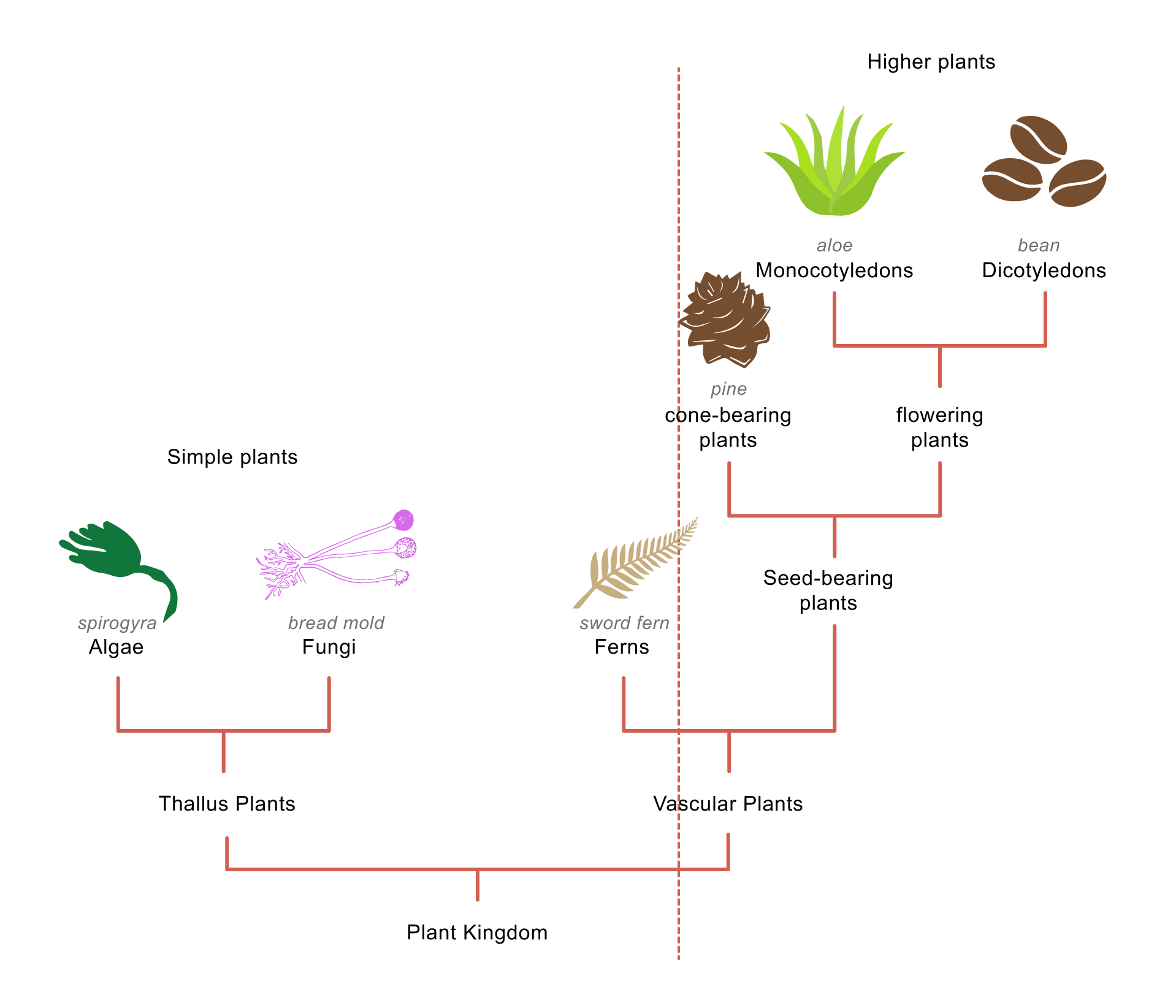 Simply plants. Higher Plants. Classification of Plants. Plant scheme. Bearer Plants.
