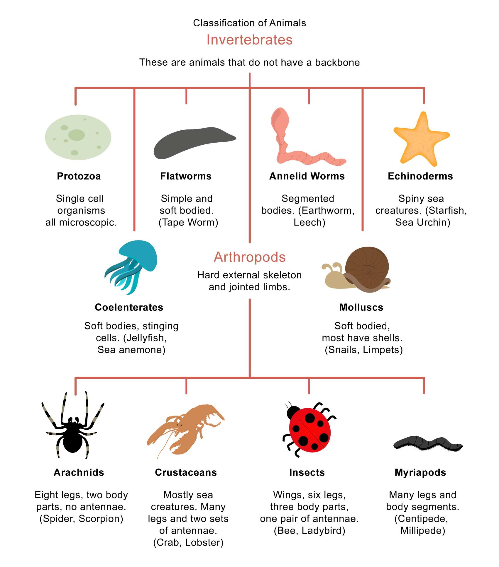 Flatworm Classification Chart