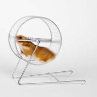hamster in wheel
