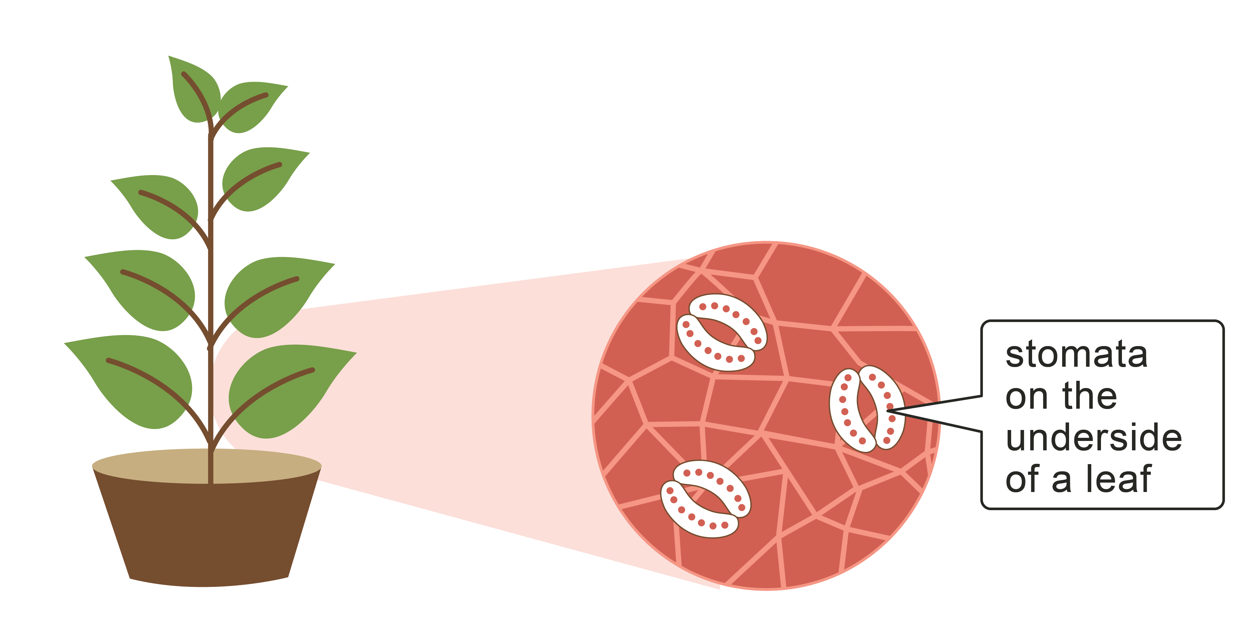 Image of plant and close up of stomata