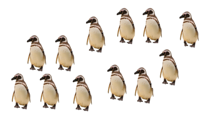 12 penguins