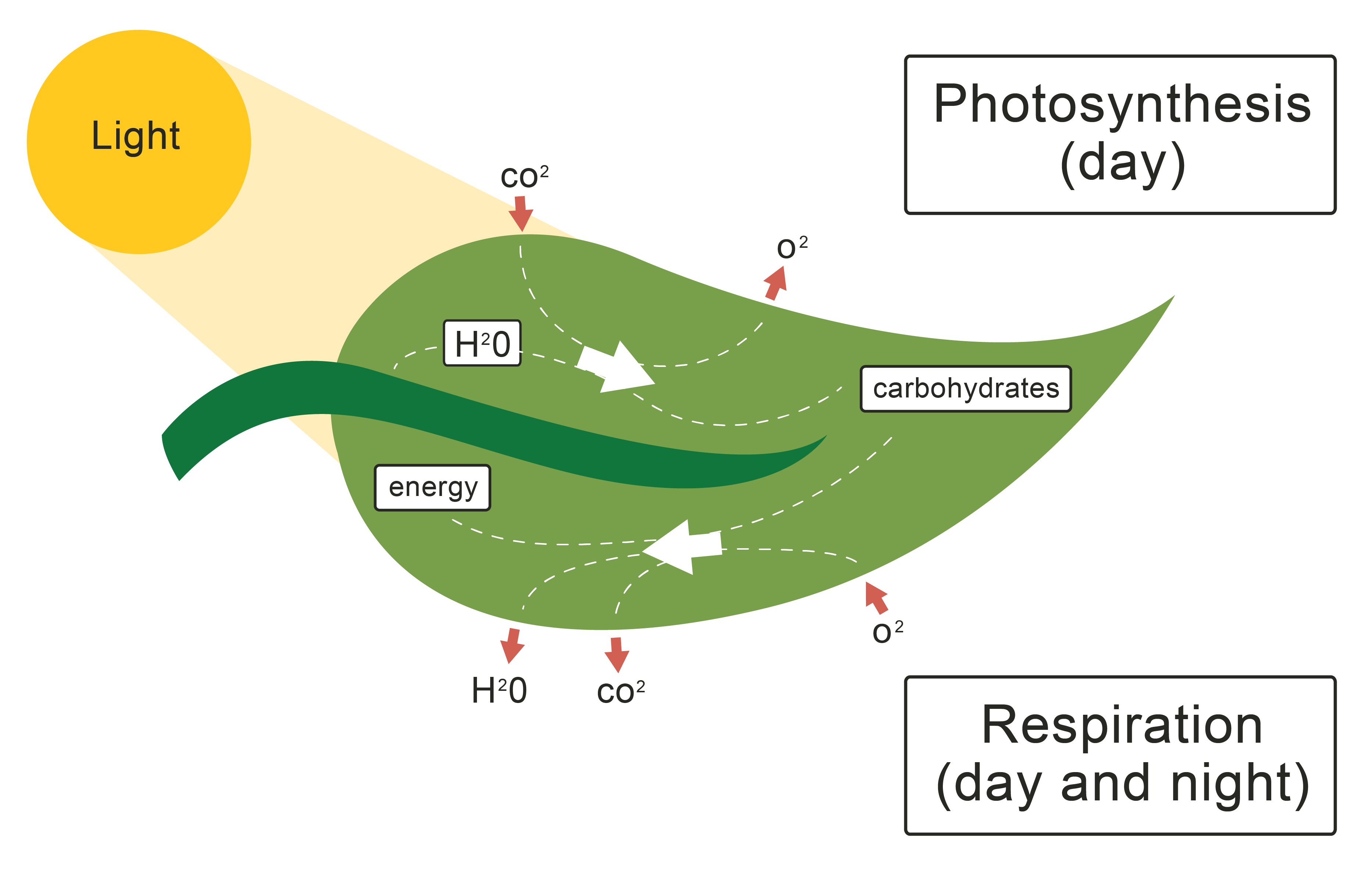 Photosynthesis Alphabet Chart