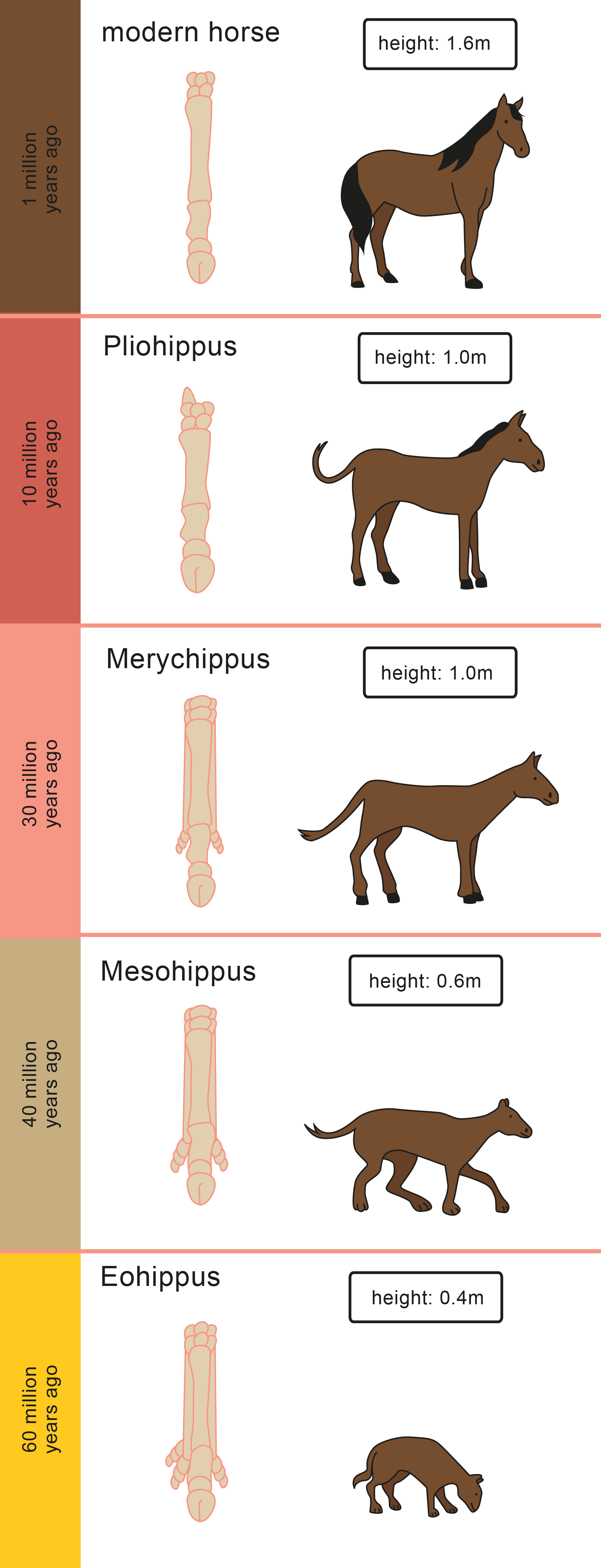 Evolution of horses