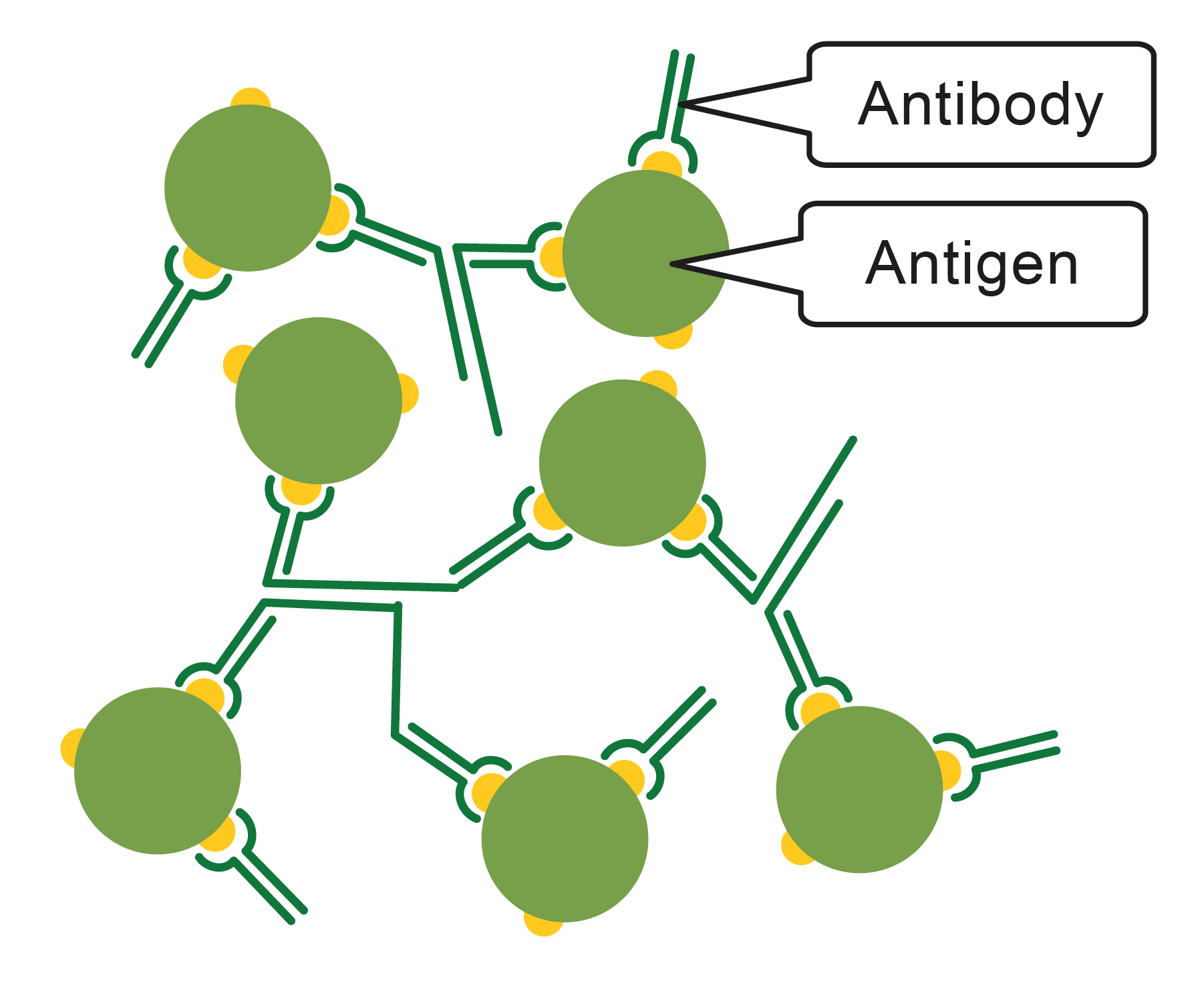 Image of antigens and antibody