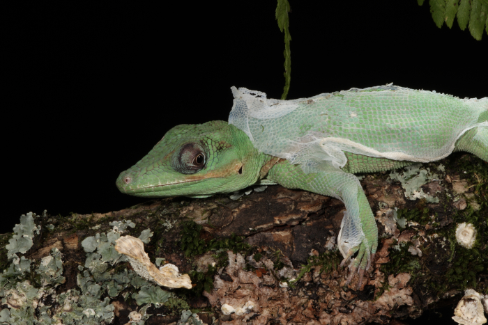 a lizard shedding skin