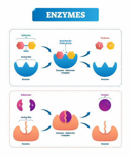 Enzyme substrate complex