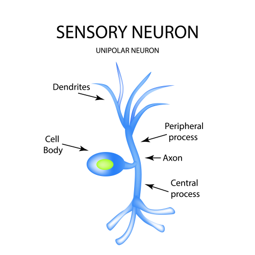 Sensory Neuron
