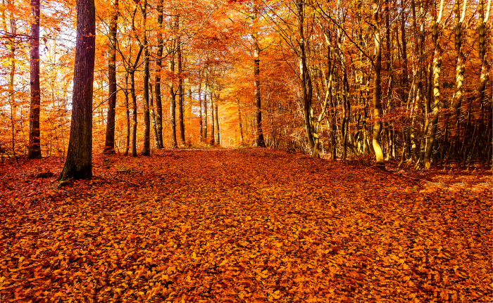 autumn trees