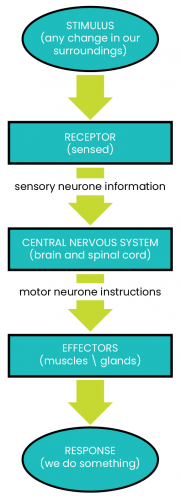 Nervous System Flow Chart