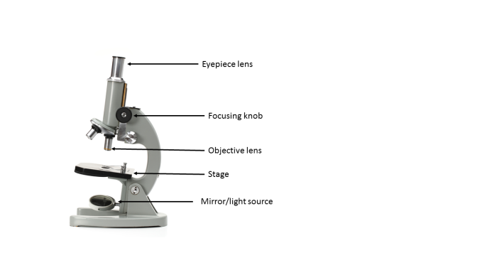 Image of a labelled microscope