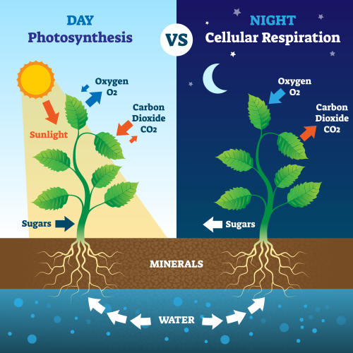 Photosynthesis