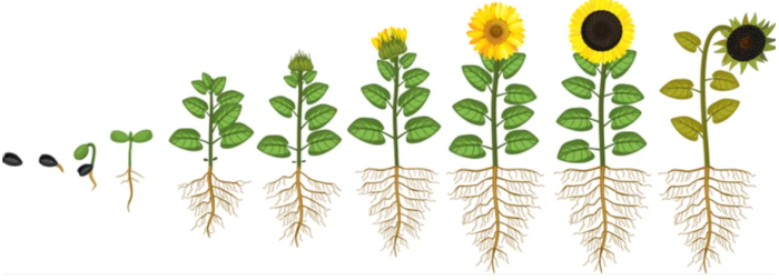 Sunflower life cycle