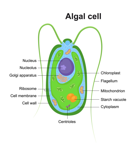 Image of algal cell structure