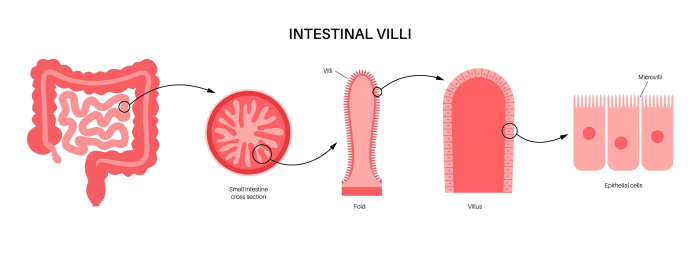 Image of intestinal villi
