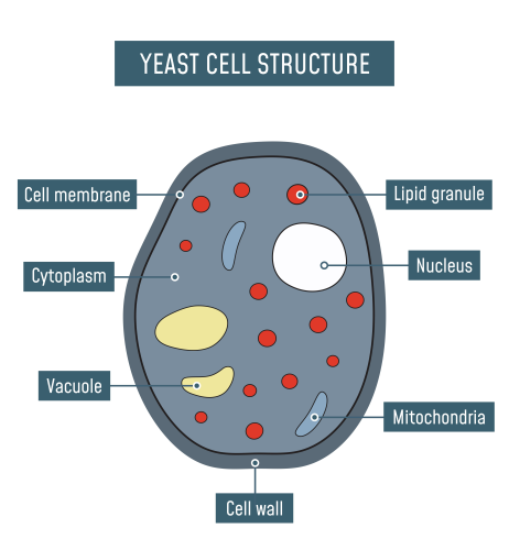 Image of yeast cell structure