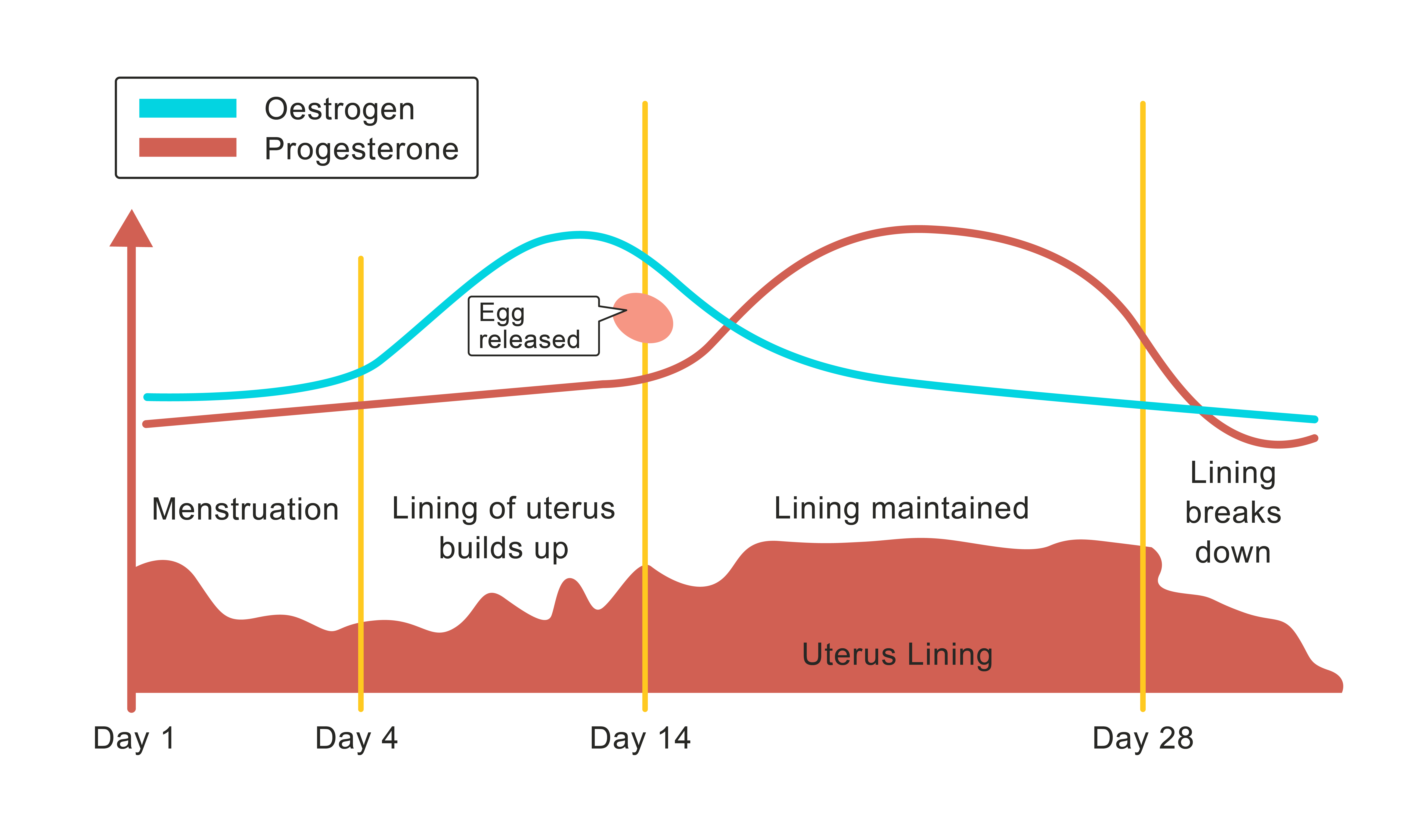 Free Worksheet Homeostasis Worksheet hormones and homeostasis worksheet edplace the graph shows how levels of female sex change during menstrual cycle tick two statements that describe correctly what graph