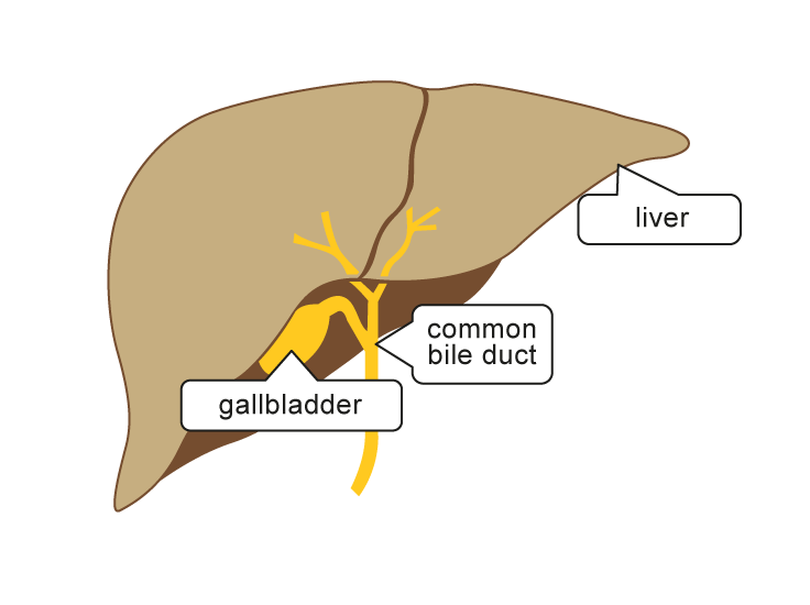 Image of liver