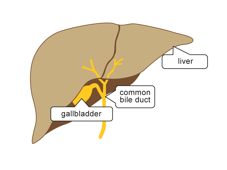 Liver