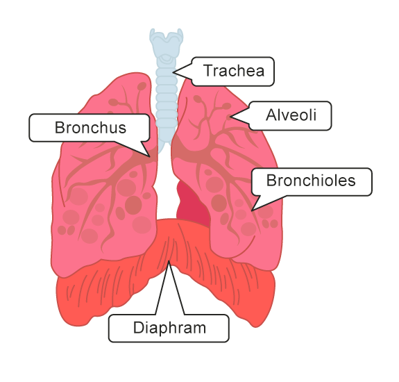 Image of lungs diagram