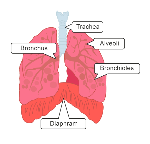 Image of the human lungs