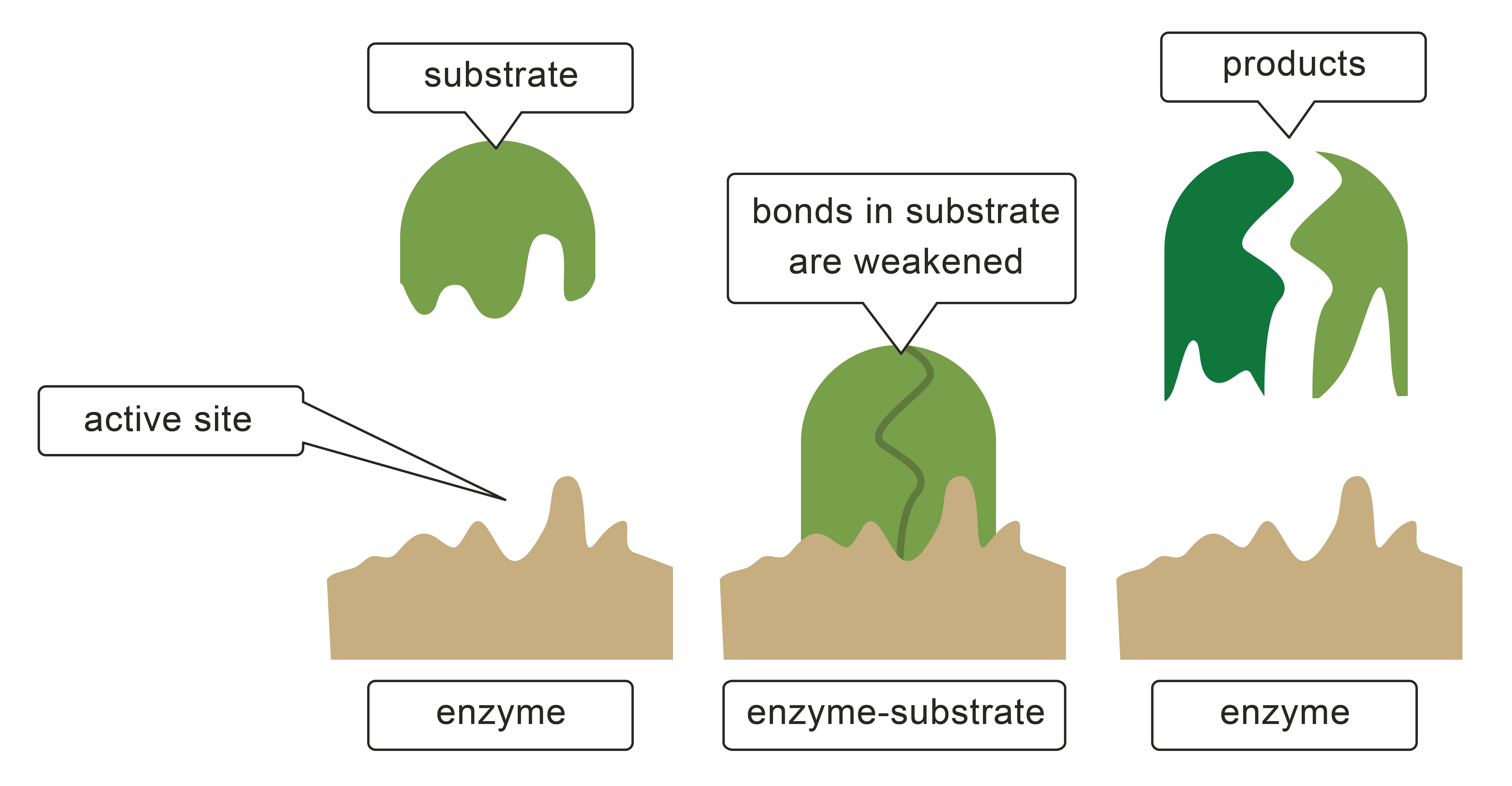 Image showing enzyme in action