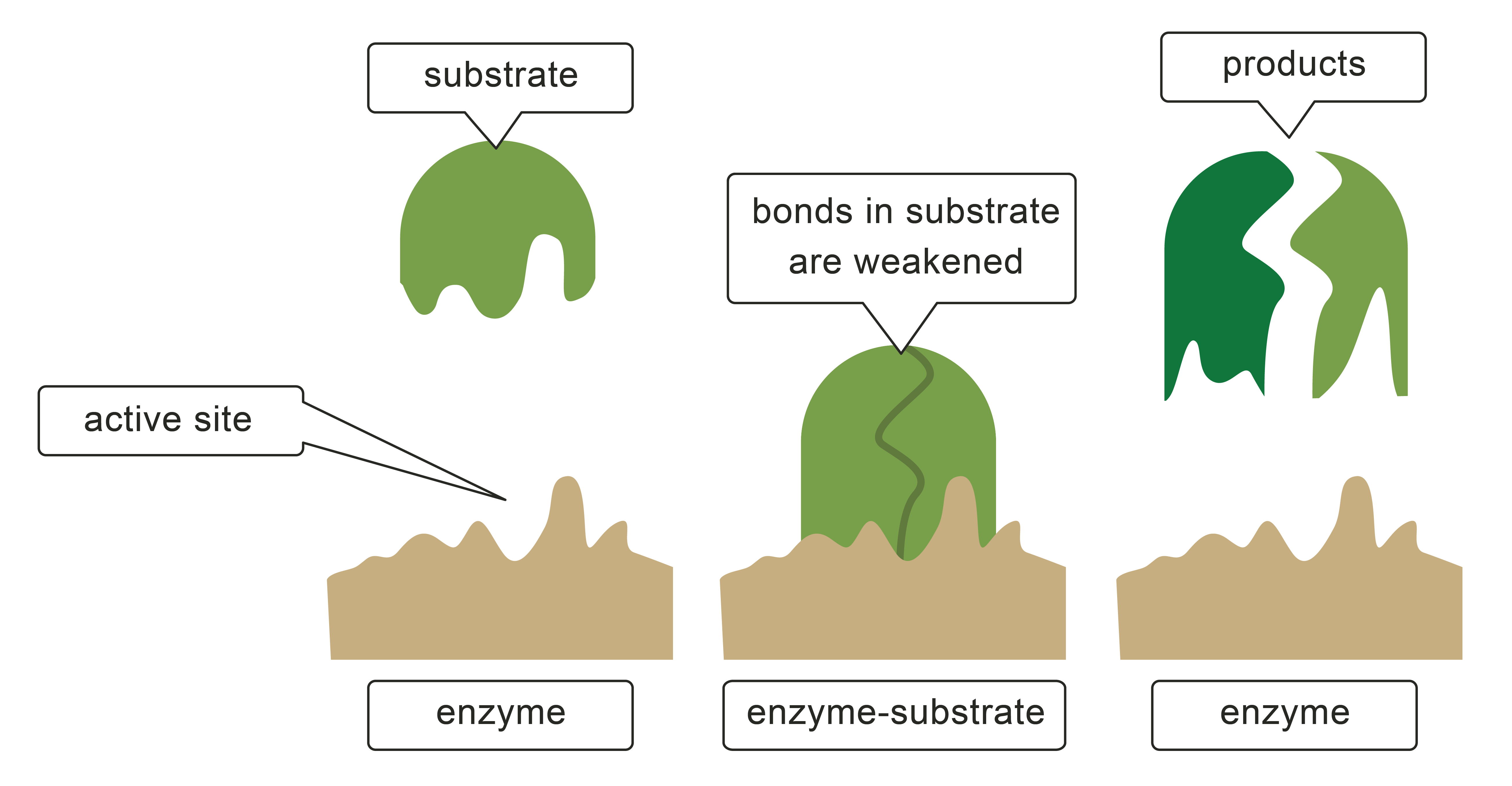 How an enzyme works