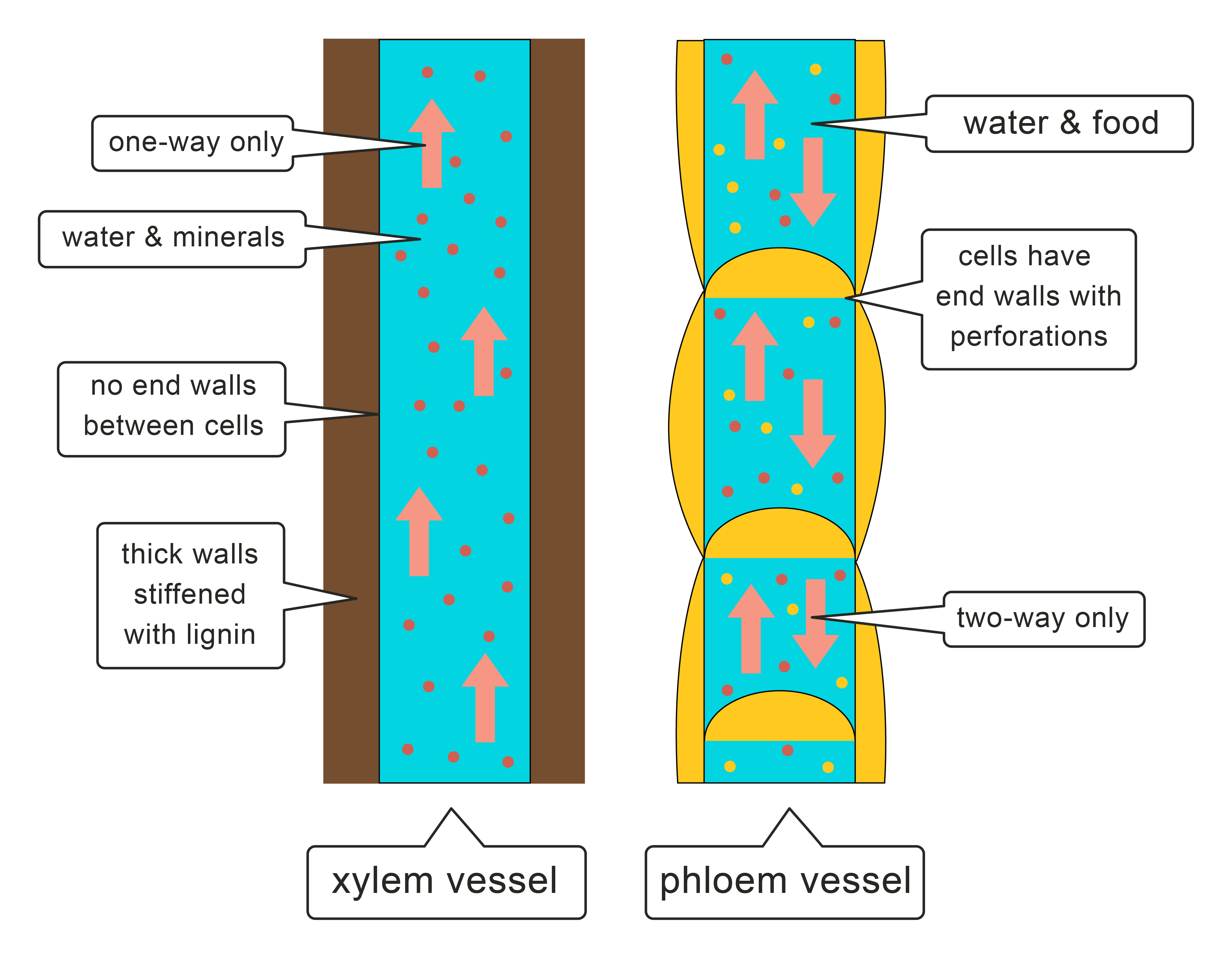 Xylem and phloem