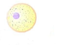 Image of an egg cell