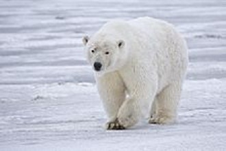  a polar bear
