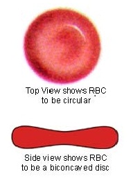 Image of a red blood cell