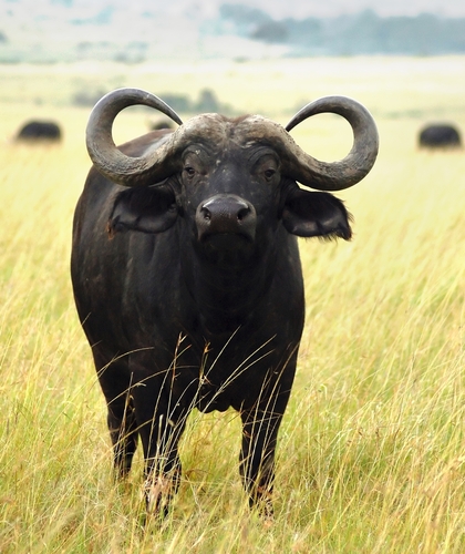 a buffalo