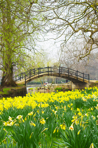 daffodil spring scene