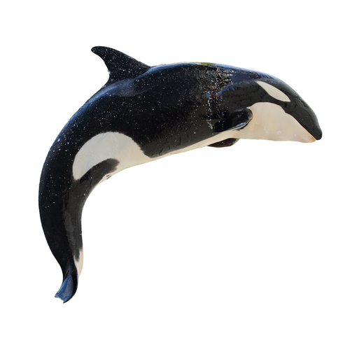 killer whale