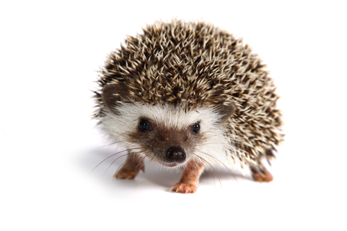 little wild hedgehog