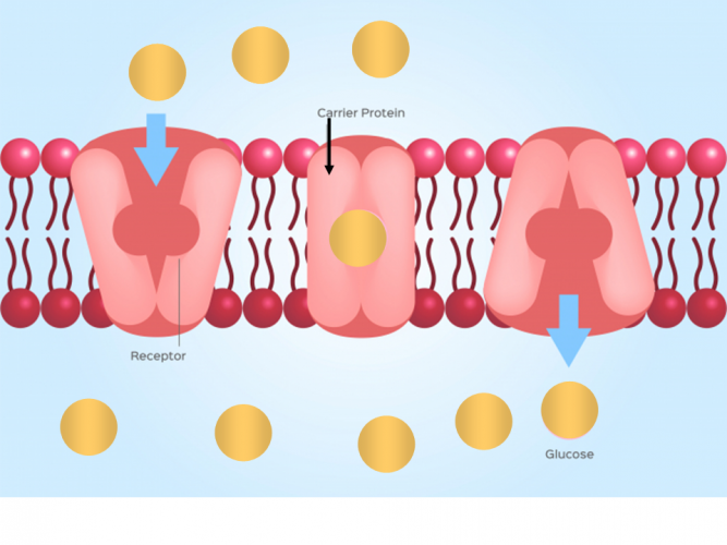 Image showing active transport