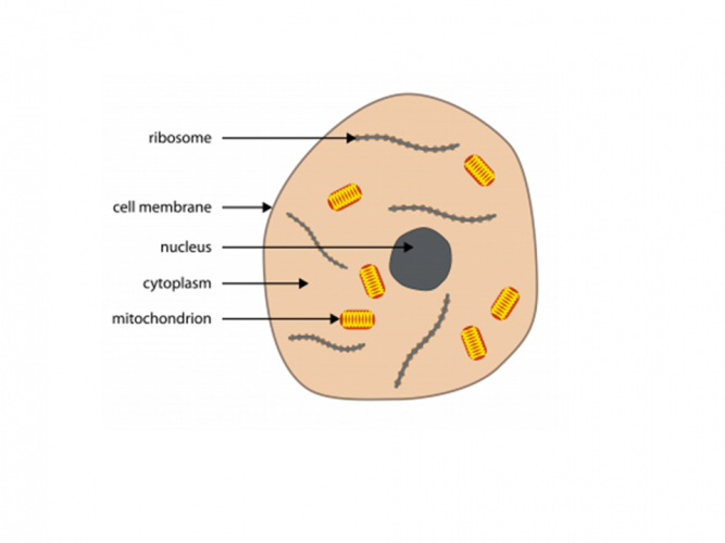 Image of an animal cell