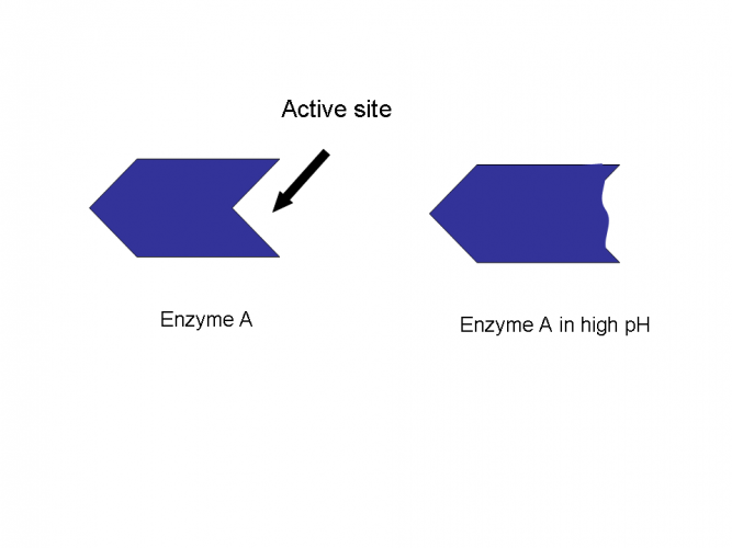 Image of enzyme in high pH