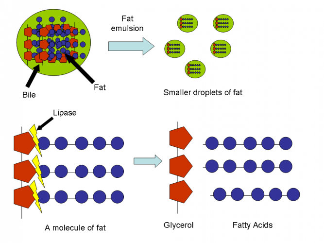 Image of fats being broken down by bile and enzyme lipase