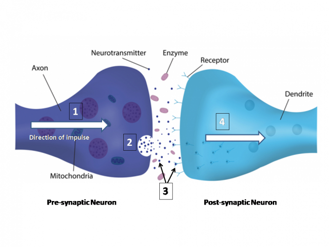 Image of synapse to label