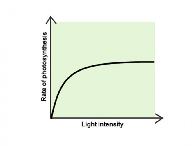 Image of graph showing light as a limiting factor