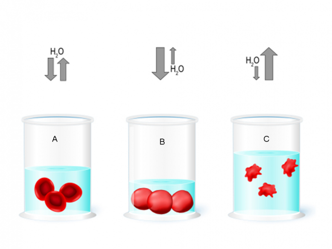 Image of osmosis occurring in red blood cells