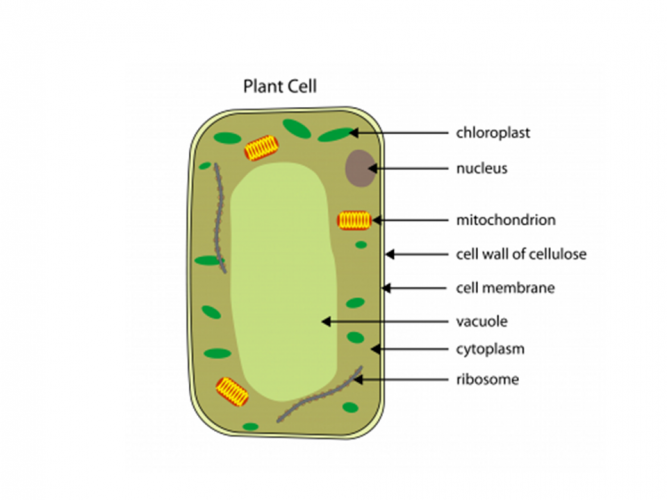 Image of plant cell