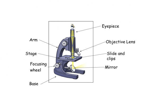 The parts of a microscope