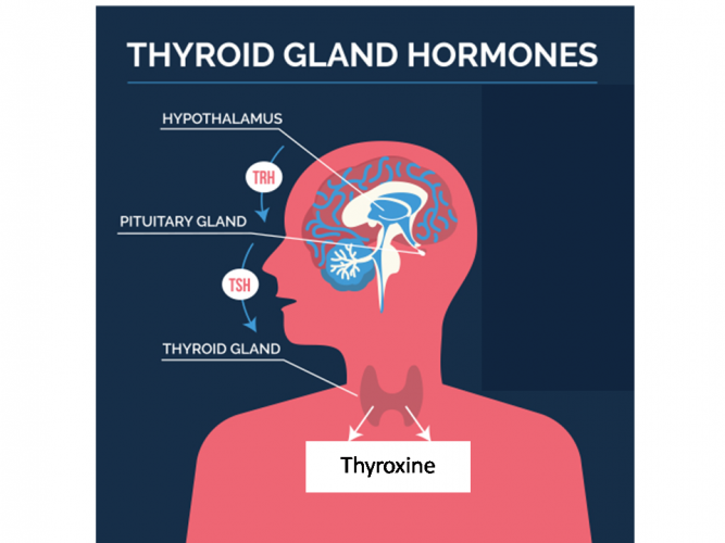 Image of thyroid gland